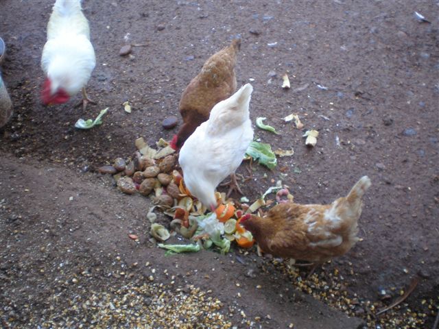 Βιολογική και καθαρή τροφή για τα κοτόπουλα 