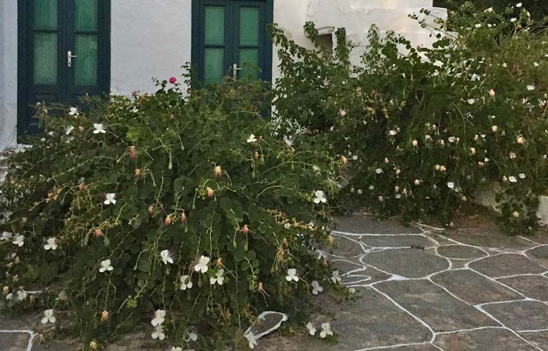 How to pickle capers! twominutesangie