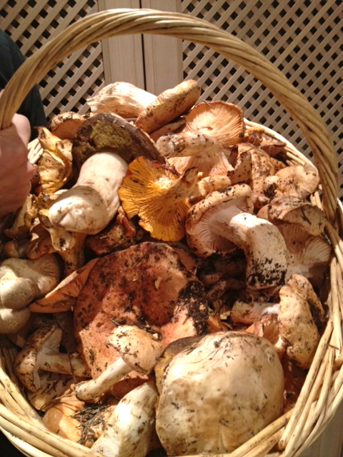 basket mushrooms