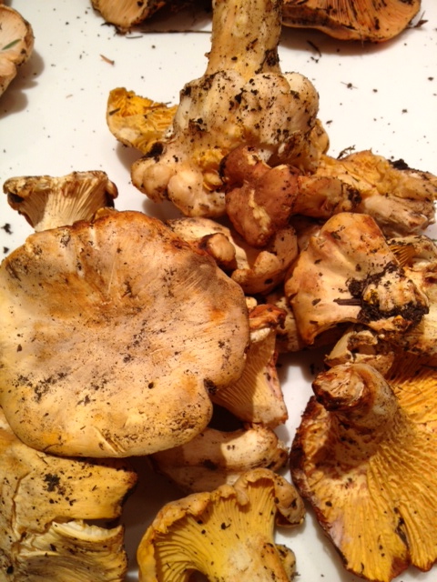 cantharellus mushrooms