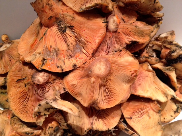 lactarius mushrooms