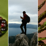 collage