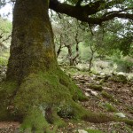 Η ρεματιά με τις αιωνόβιες αριές. Εδώ είναι το καλύβι του Δημήτρη